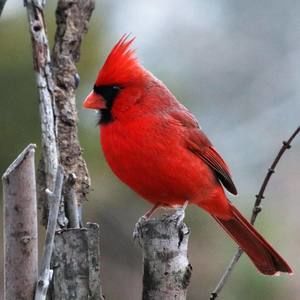 Meet your Posher, Vicki